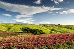 Country Prints: Cloudscape over Field of Clover, Tuscany, Italy