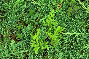 Brae Prints: Clubmoss at Brackley Beach Prince Edward Island National Park