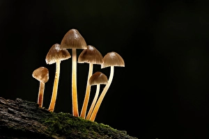 Hampshire Prints: Clustered Bonnet (Mycena inclinata)