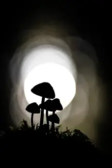 Hampshire Prints: Clustered Bonnet (Mycena inclinata) in ancient broadleaved beech woodland