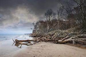 Driftwood Prints: Coast with driftwood at Darsser Weststrand, Mecklenburg-Western Pomerania