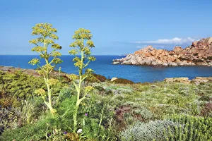Santa Teresa Di Gallura Prints: Coast impression Capo Testa with giant fennel - Italy, Sardinia, Olbia-Tempio