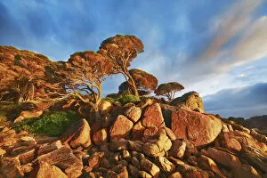 Western Australia Collection: Coast landscape with pines at Bunker Bay - Australia, Western Australia, Southwest