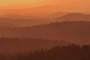 Temperate Rain Forest Prints: Coast Mountains of old growth temperate rain forest at sunset Carmanah-Walbran Provincial Park