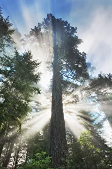 Redwood Prints: Coast redwood forest in fog - USA, California, Humboldt, Redwood National Park