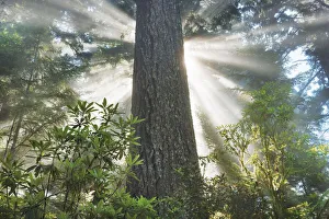 Redwood Prints: Coast redwood forest in fog - USA, California, Humboldt, Redwood National Park