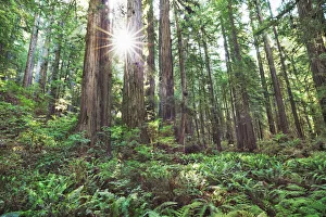 Redwood Prints: Coast redwood forest - USA, California, Del Norte, Prairie Creeks Redwood State Park