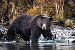 Bear Prints: A coastal brown bear walks along the shorline of Chilko Lake