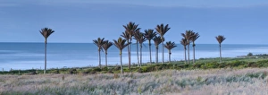 Coastal Nikau Stand, Karamea, West Coast, South Island, New Zealand