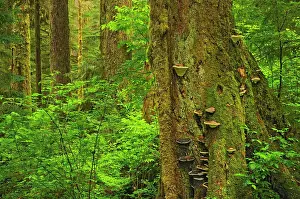 Vancouver Island Prints: Coastal old growth rain forest Carmanah-Walbran Provincial Park, British Columbia, Canada