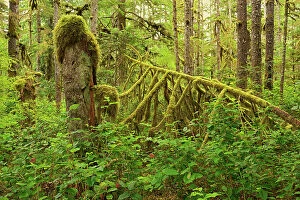 Western Canada Collection: Coastal rain forest on Golden Spruce Trail. Port Clements. Graham Island, Haida Gwaii