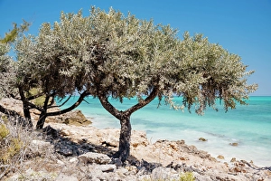 Madagascar Prints: Coastal scenery, tree by the turquoise water