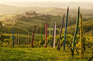 Agricultures Gallery: Coazzolo from the colorful pastels vineyard vigna dei pastelli, piedmont, italy