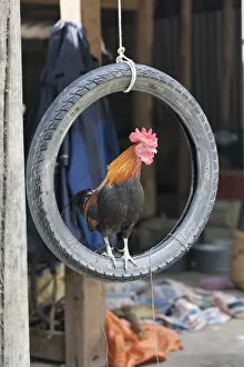 Agrarian Gallery: A cockerel sits in a rubber tyre, Mu Cang Chai, Yen Bai Province, Vietnam, South-East