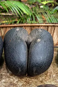 Ecology Prints: Coco de mer (Lodoicea maldivica), Vallee de Mai Nature Reserve, Praslin, Seychelles