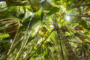 Images Dated 18th April 2016: Coco de Mer palms, Vallei de Mai, Praslin Island, Seychelles