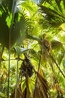 Images Dated 18th April 2016: Coco de Mer palms, Vallei de Mai, Praslin Island, Seychelles