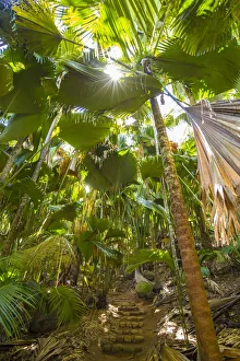 Coco de Mer palms, Vallei de Mai, Praslin, Seychelles
