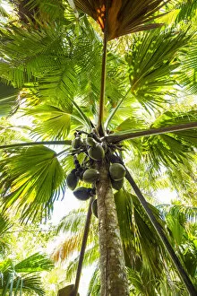Images Dated 19th May 2015: Coco de Mer palms, Vallei de Mai, Praslin, Seychelles