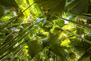 Images Dated 19th May 2015: Coco de Mer palms, Vallei de Mai, Praslin, Seychelles