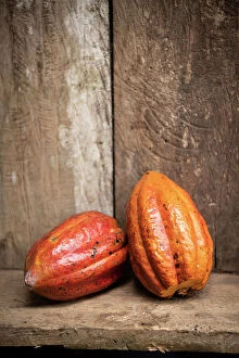 Images Dated 4th May 2023: Cocoa bean, Cotundo, Napo Province, Amazonia, Ecuador