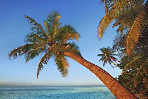 Maldives Gallery: Coconut palm - Maldives, Nord Nilandhe Atoll, Filitheyo