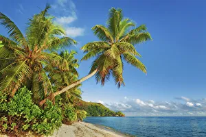 Coconut palm and sand beach - Seychelles, Praslin, Anse la Blague - Indian Ocean