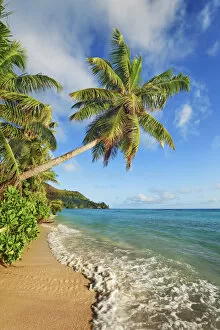 Coconut palm and sand beach - Seychelles, Praslin, Anse la Blague - Indian Ocean