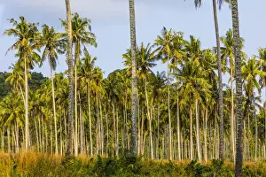 Koh Kut Prints: Coconut plantation, Ko Kut, nr. Ko Chang, Thailand