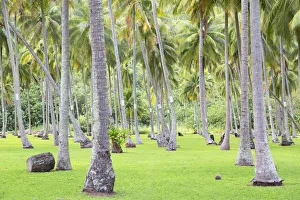 Orchard Prints: Coconut trees, Moorea, Society Islands, French Polynesia