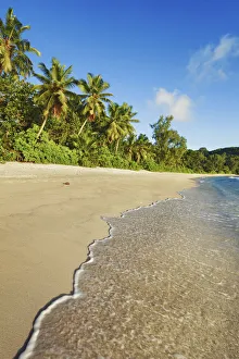 Coconutpalm shore at Anse Takamaka - Seychelles, Mahe, Anse Takamaka - Indian Ocean