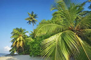 Kunfunadhoo Prints: Coconutpalm shore - Maldives, Baa Atoll, Kunfunadhoo - Soneva Fushi