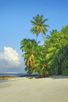 Coconutpalm shore - Maldives, Baa Atoll, Kunfunadhoo - Soneva Fushi