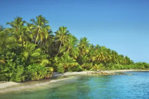 Coconutpalm shore - Maldives, Nord Nilandhe Atoll, Filitheyo Coconutpalm shore - Maldives, Nord Nilandhe Atoll, Filitheyo