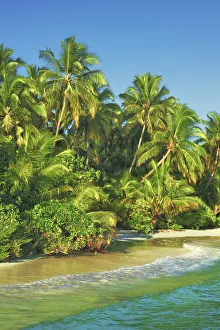 Coconutpalm shore - Maldives, Nord Nilandhe Atoll, Filitheyo