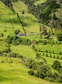 Quindio Prints: Cocora Valley, Salento, Quindio Department, Colombia