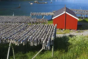 Moskenes Prints: Cod drying on racks, Moskenes, Moskenesoy, Lofoten, Nordland, Norway