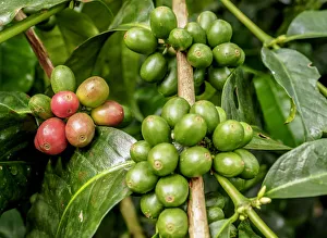 Coffea Cherries, Coffee Triangle, Salento, Quindio Department, Colombia