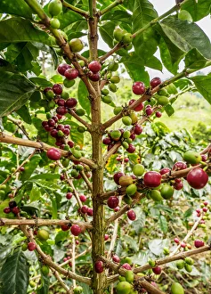 Coffea Cherries, Coffee Triangle, Salento, Quindio Department, Colombia