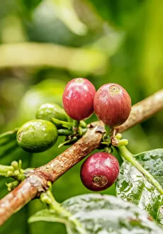 Images Dated 7th December 2018: Coffea Cherries, Coffee Triangle, Salento, Quindio Department, Colombia