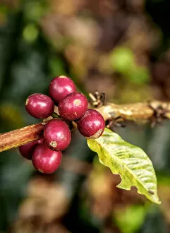 Images Dated 7th December 2018: Coffea Cherries, Coffee Triangle, Salento, Quindio Department, Colombia