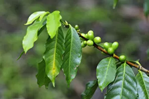 Images Dated 28th June 2012: Coffee bean plant, Terradentro, Colombia, South America