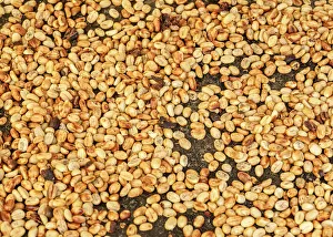 Quindio Prints: Coffee Beans, El Ocaso Farm, Salento, Quindio Department, Colombia
