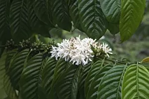 Sao Tom E Princip Gallery: A coffee bush in flower displays its distinct white flower