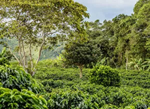 Images Dated 7th December 2018: Coffee Field, San Agustin, Huila Department, Colombia