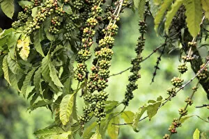 Equator Collection: Coffee plant, Uganda