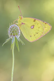 Liguria Gallery: Colias croceus, Liguria, Italy
