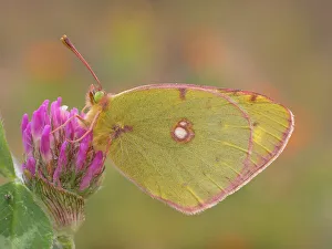 Vobbia Prints: Colias croceus, Liguria, Italy, Genoa