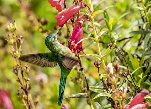 Colibri Hummingbird, La Montana, Salento, Quindio Department, Colombia