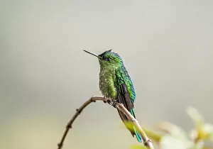 Images Dated 7th December 2018: Colibri Hummingbird, La Montana, Salento, Quindio Department, Colombia